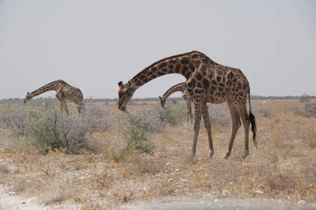 Three giraffes