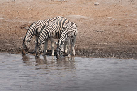 Three zebras