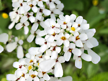 Je ziet wel waarom hij scheefbloem heet