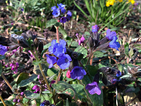 Bloeit van roze naar blauw, vroeg in het voorjaar.