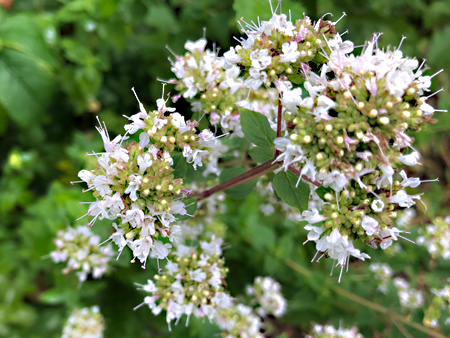 Wilde marjolein of oregano