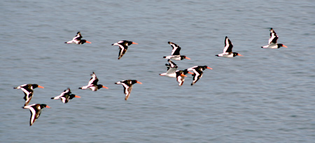 A flight of Haematopuses