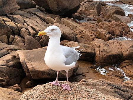 Larus argentatus