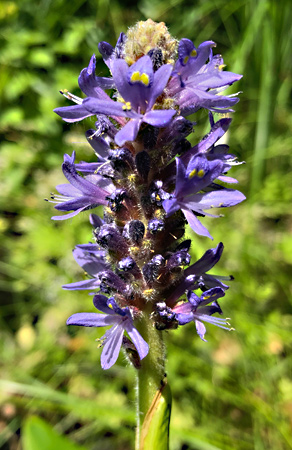 Pickerel weed