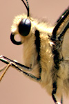 Papilio machaon