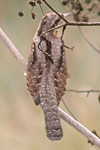 Eurasian wryneck
