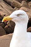 Larus argentatus