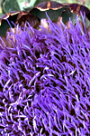 Artichoke