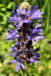 Pickerel weed